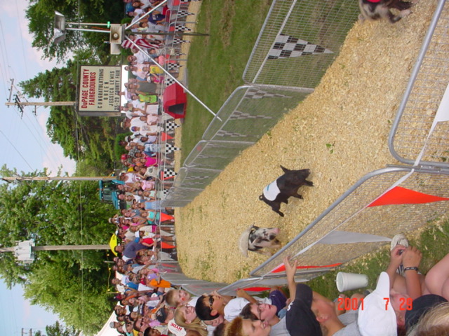 The Pig race!